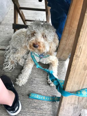 Pet friendly ❤️ at Veguisima in Mexico City