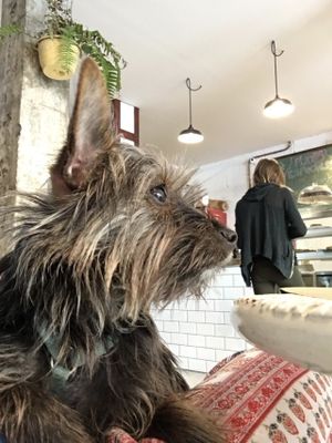 Dog-friendly! at Bioloco in Gran Canaria