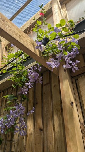 Flowers in the courtyard garden at Sprout Health Foods in Newquay