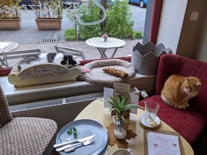 Kitties! at Milou in Aachen
