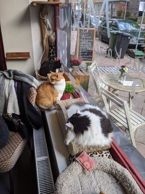 More kitties!! They love the window at Milou in Aachen