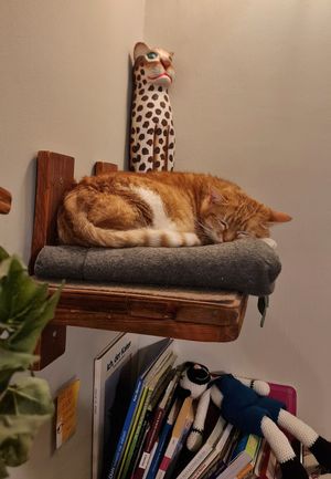 One female cat sleeping #Veganuary at Milou in Aachen