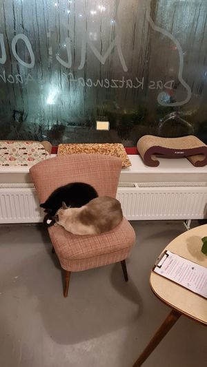 Two male cats sleeping #Veganuary at Milou in Aachen