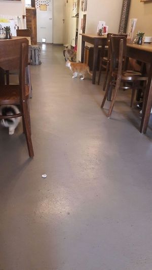 die Katzen  at Milou in Aachen
