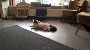 balu at Milou in Aachen