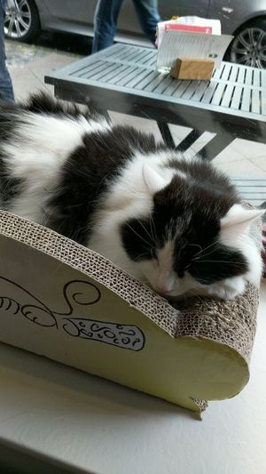 Balu the cat! at Milou in Aachen