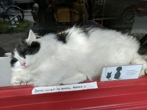 Balu the cat in the storefront window. at Milou in Aachen
