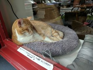 Ruby the cat in the storefront window. at Milou in Aachen