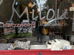 Storefront window with Balu the cat at Milou in Aachen