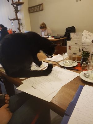 Klik hilft bei den Uni aufgaben 🐱 at Milou in Aachen