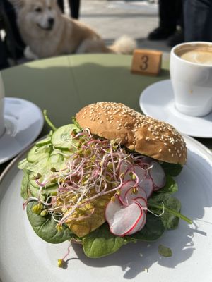 Dog ogling a pear and pesto bagel   at Kawiarnia Stragan in Poznan