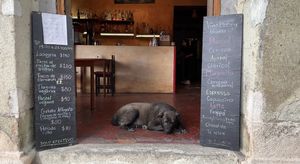 Perrito  at Le Campane in Oaxaca