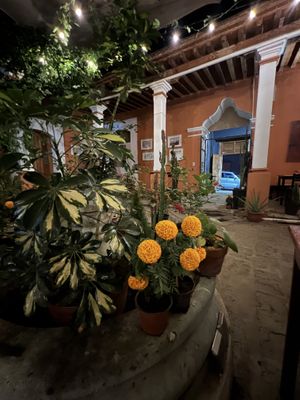   at Le Campane in Oaxaca