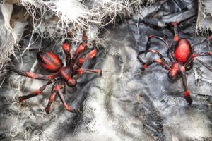 Decoración at La Pifia in Lleida