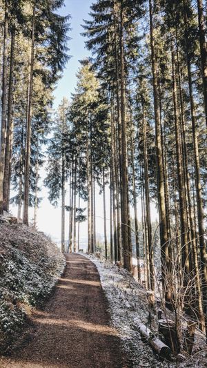 Der Weg zur Hütte at Huendeleskopfhuette in Pfronten-kappel