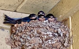 Sweet nest of swallows.  at Priest Station Cafe in Big Oak Flat