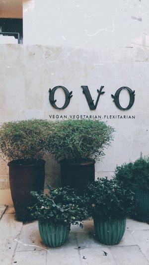 Ovo at OVO in Kuwait City