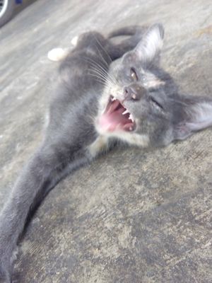 cute little cat hangn' out back  at Jai Mai Jumjay in Chiang Mai