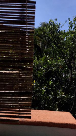 View  at Cinnamon Veggie in Cuernavaca