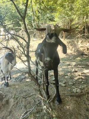  at Santuario Gaia in Camprodon