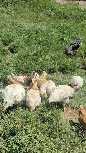  at Santuario Gaia in Camprodon