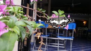 great atmosphere! amazing food, nice background music and butterflies! indoor and outdoor sittings. at Aroma House in Kampot