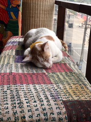 There’s a resident cat who takes over some of the chairs. at Jatra Biroti in Dhaka