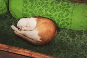 resident kitten at Jatra Biroti in Dhaka