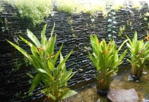 Sala Mexicali  at Sala Mexicali in Phuket