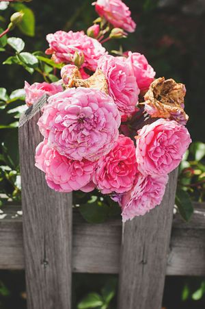 The gorgeous roses covering Kivik in the summertime are reason alone to visit  at Mandel & Malla in Kivik