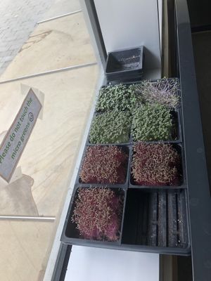 Micro greens super fresh! at Living Kitchen in Raleigh