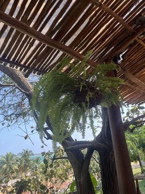   at Mango y Chile in Bacalar