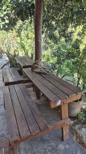   at Mango y Chile in Bacalar