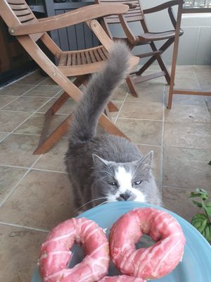 Donuts at Mighty-O Donuts - Ballard in Seattle