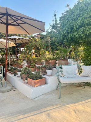   at Aubergine in Ibiza