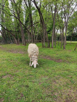  at Ippoasi Animal Sanctuary in San Piero A Grado