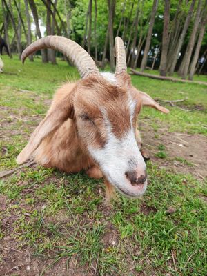  at Ippoasi Animal Sanctuary in San Piero A Grado