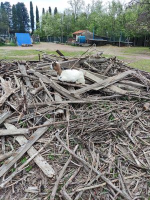  at Ippoasi Animal Sanctuary in San Piero A Grado