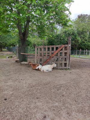  at Ippoasi Animal Sanctuary in San Piero A Grado