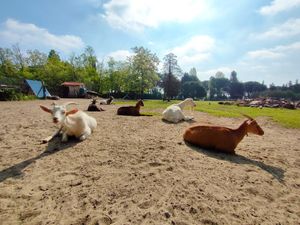  at Ippoasi Animal Sanctuary in San Piero A Grado