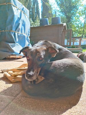  at Ippoasi Animal Sanctuary in San Piero A Grado