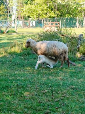  at Ippoasi Animal Sanctuary in San Piero A Grado