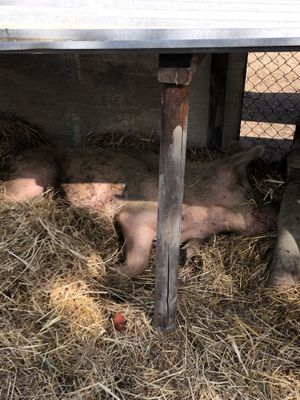 Tara, their oldest pig, way over 20 years old   at Ippoasi Animal Sanctuary in San Piero A Grado