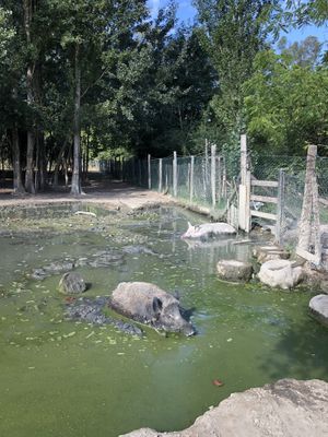 😍  at Ippoasi Animal Sanctuary in San Piero A Grado