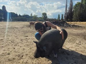 Bellyrub! 🥰  at Ippoasi Animal Sanctuary in San Piero A Grado