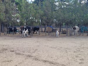 ♥️  at Ippoasi Animal Sanctuary in San Piero A Grado