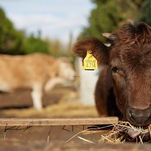 Her name is Michelina. If she wouldn't be living at Ippoasi she wouldn't have a name. She would have been identified with a cold number, the one written in her ear mark, number 4714 at Ippoasi Animal Sanctuary in San Piero A Grado