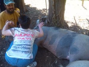 SPECIAL VISITS!
Fattoria della Pace has had the honour to receive approx. 100 persons with a disability (physical or psychological)... children, teenagers or adults who all had the chance to meet and develop a relationship with the animals who live at the sanctuary. at Ippoasi Animal Sanctuary in San Piero A Grado