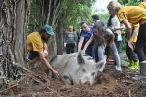 Gorgo likes a good belly rub. at Ippoasi Animal Sanctuary in San Piero A Grado