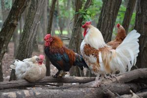 The chicken coop at Ippoasi Animal Sanctuary in San Piero A Grado